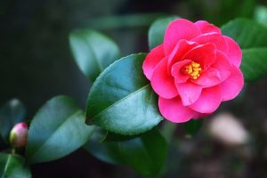 camellia are one of the easiest spring flowering shrubs to plant