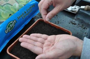 sow your seeds in pots thinly