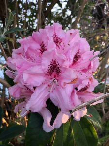 Rhododendron flowers are easy to grow in your garden