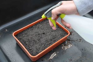 water seeds wisely to prevent over watering 