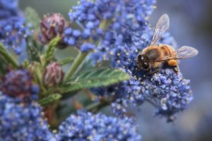 Ceanothus are one of the easiest spring shrubs to plant in your garden