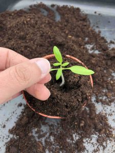 take care when moving seedlings to plant pots