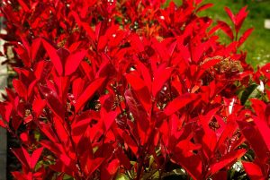 Photinia is a great addition to garden borders
