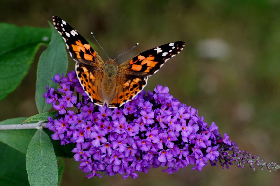 Buddleja are great fast-growing shrubs