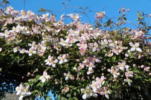 Clematis montana is a great fast growing climbing plant