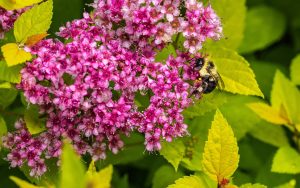 Spiraea japonica is a brilliant fast growing shrub for beginners 
