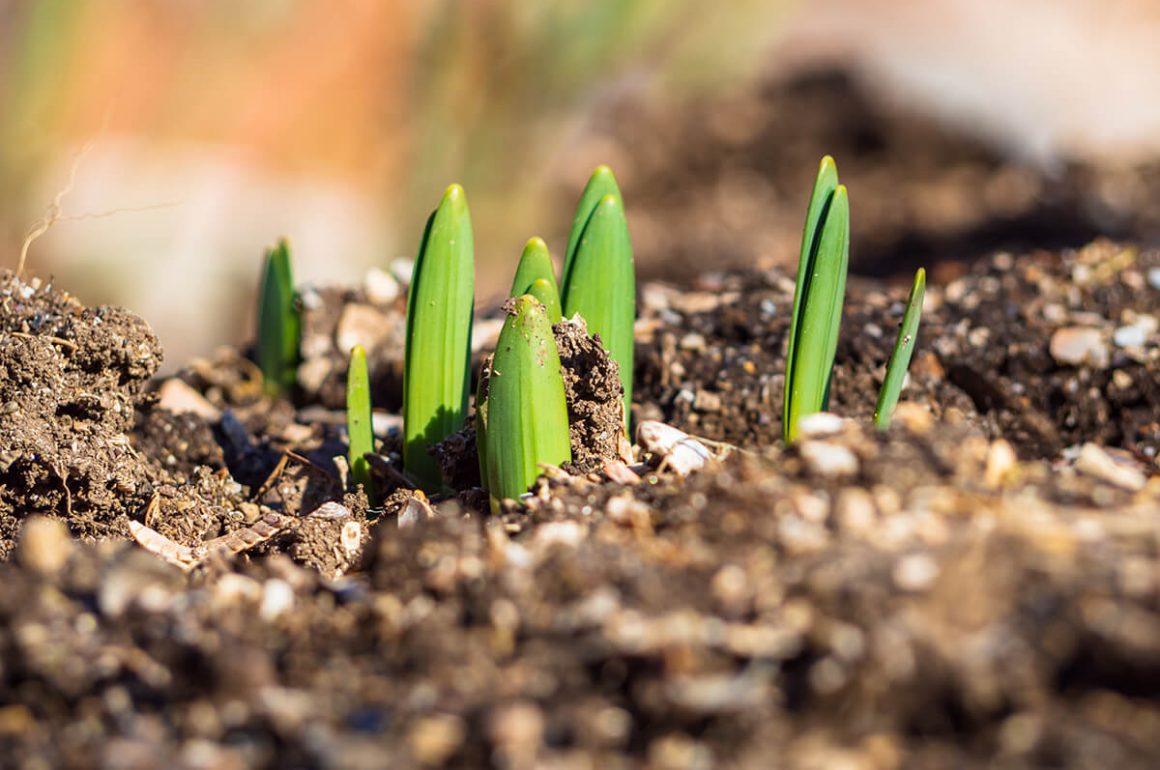 a guide to planting summer bulbs