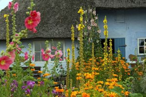 cottage garden plants for borders