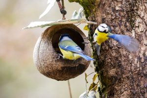 wild birds in your garden are great for mental health