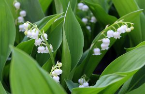 Lilly of the valley flower is the queens favourite