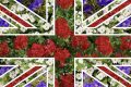 How to Plant a Patriotic Flower Display