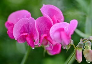 Sweet Peas are best to buy young plants