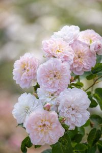 Elizabeth rose shrub