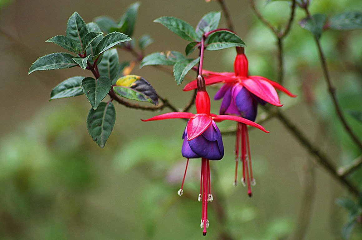 fuchsias are great flowering shrubs