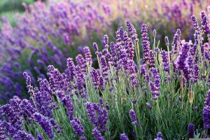 english lavender shrubs