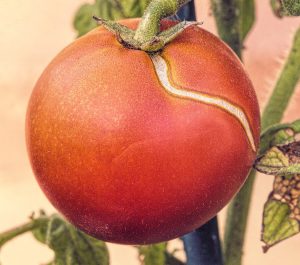 Split tomatoes