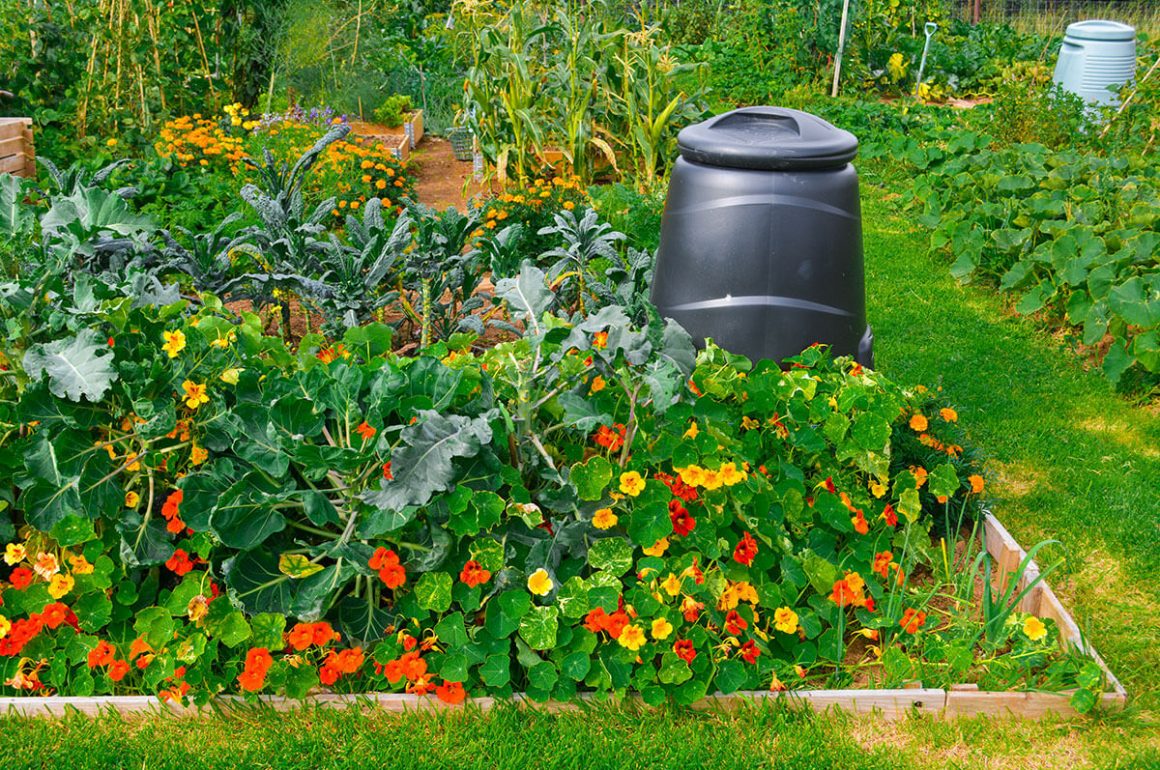 companion plants such as nasturtium are great