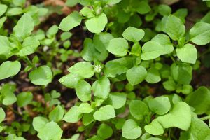 Chickweed is a common garden weed