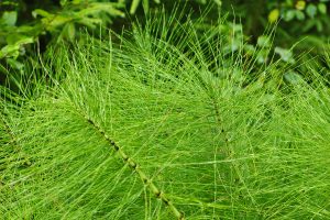 weeds such as mares tail are common in your garden