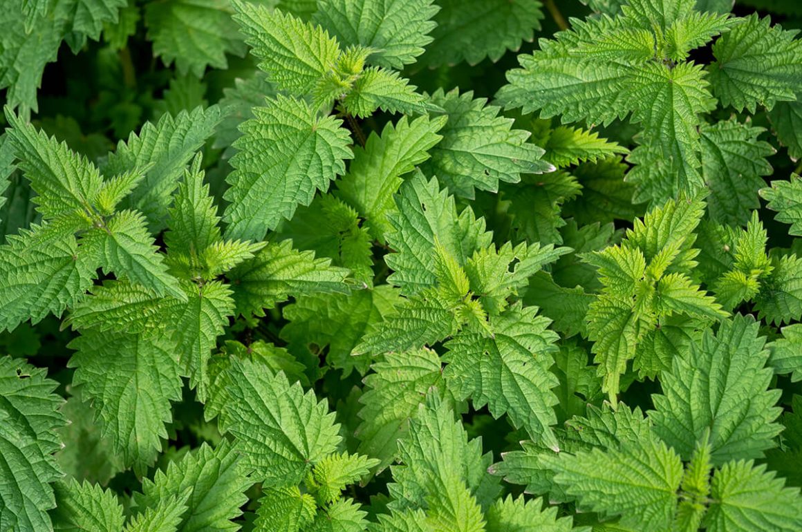 nettles are common weeds