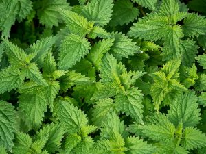 nettles are common weeds