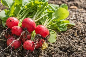 radishes make excellent catch crops