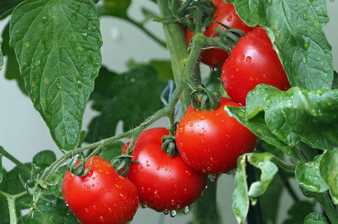 How to Solve Your Tomato-Growing Problems