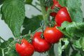 How to Solve Your Tomato-Growing Problems