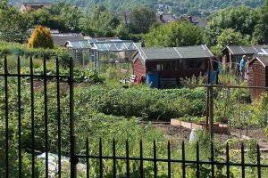 how to get your own allotment