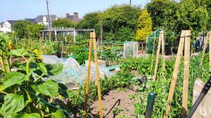 growing produce on your own allotment