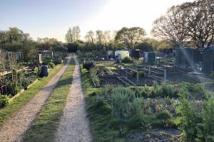 Allotment growing 