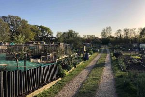 build a shed on your allotment plot