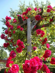 climbing roses are ideal for growing up trellis