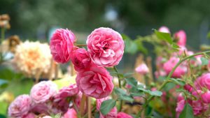 Bare-root roses versus container-grown roses