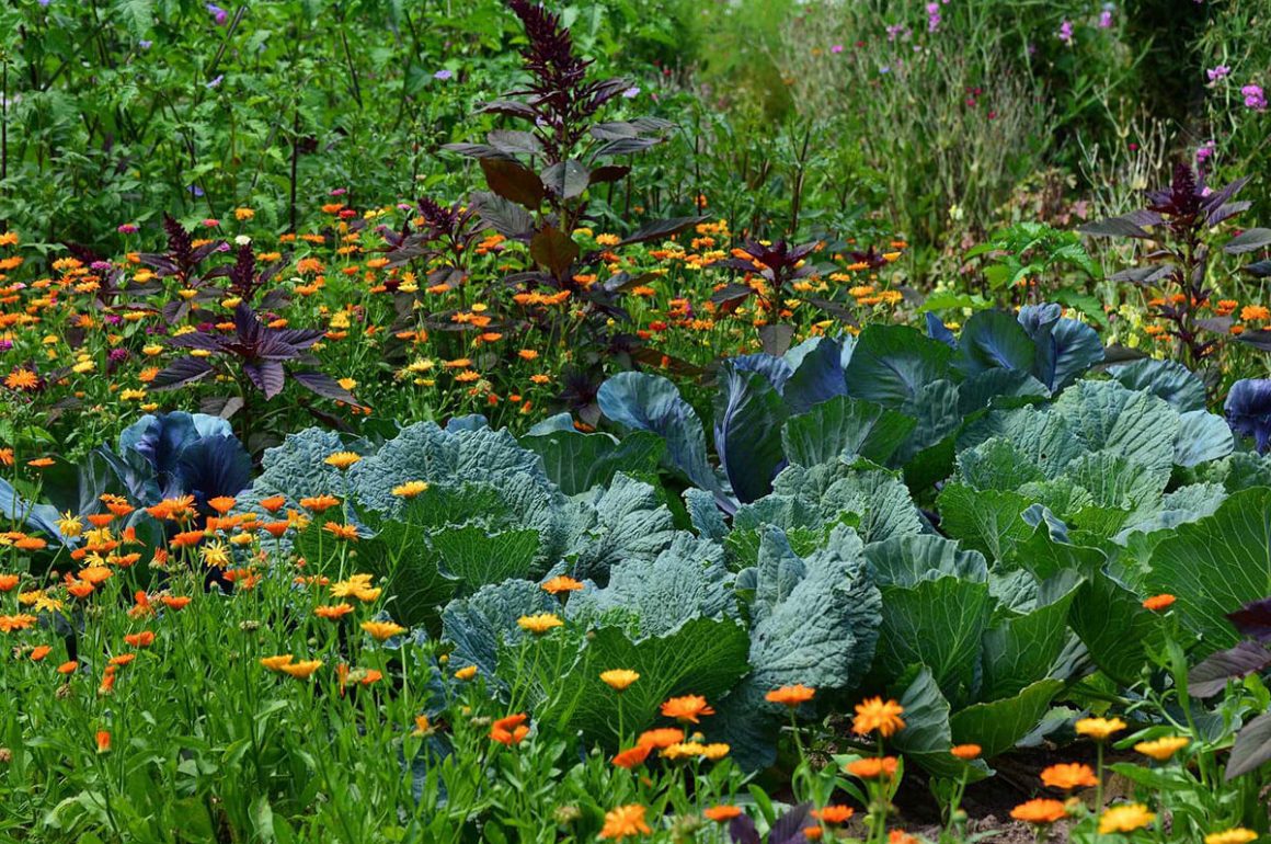 vegetables growing on an allotment