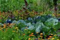 The Ultimate Guide to Getting an Allotment
