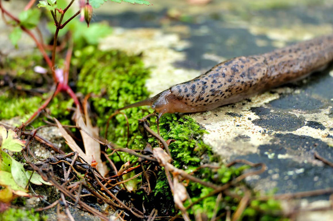 How to Stop Slugs Eating Your Plants STIHL Blog