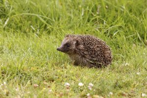 hedgehogs prevent slugs in your garden