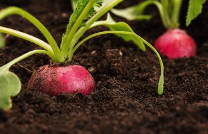 growing radishes in your garden for a winter harvest