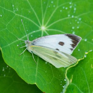 protect your crops from butterflies