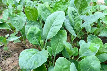 vegetables to sow in later summer for a winter harvest