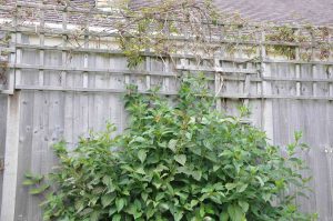 high fences are an important role in securing your home and garden