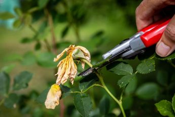 Deadheading a rose plant in your garden