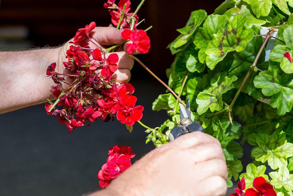 A Guide to Deadheading Flowers STIHL Blog