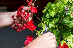 Deadheading red geraniums in your garden