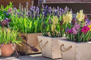 Hyacinths flowers in plant pots