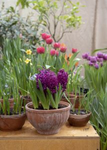 planting hyacinths tulips and daffodils in plant pots