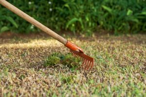 how to improve your lawn health