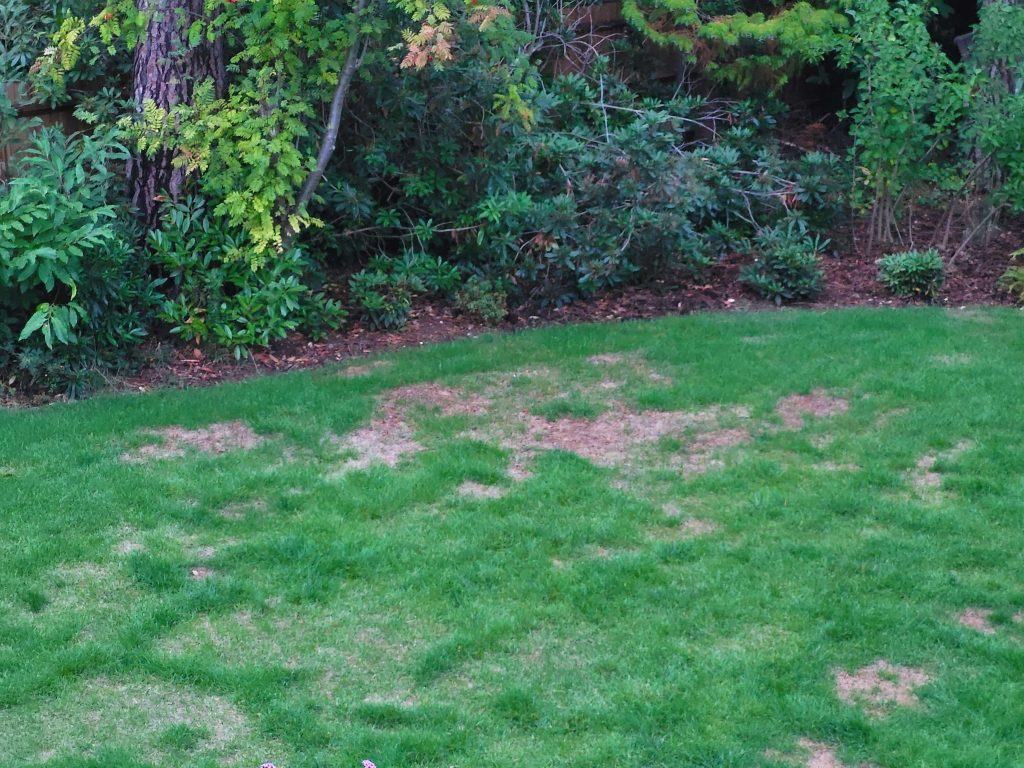 How to Help Protect Your Lawn From Drought | STIHL Blog