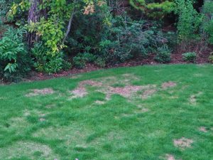 lawn drought can make your lawn patchy